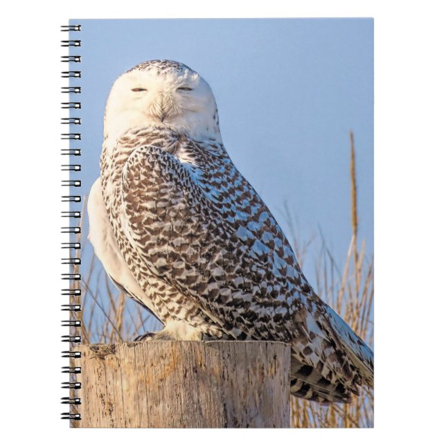 Schneeeule - Notebook Notizblock (Vorderseite)