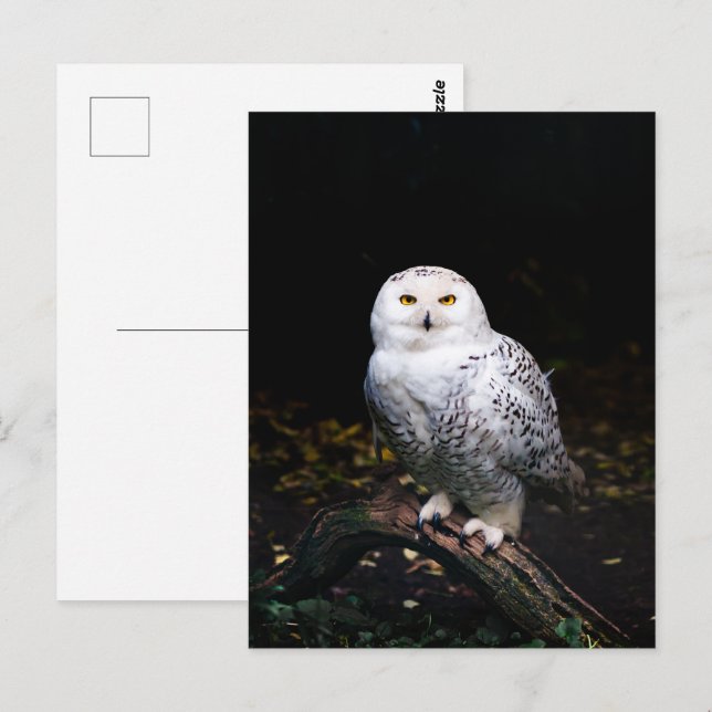 Schneeeule Postkarte (Vorne/Hinten)