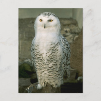 Schneeeule - Postkarte