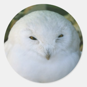 Schneeeule Runder Aufkleber