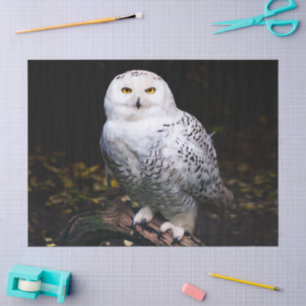 Schneeeule Seidenpapier