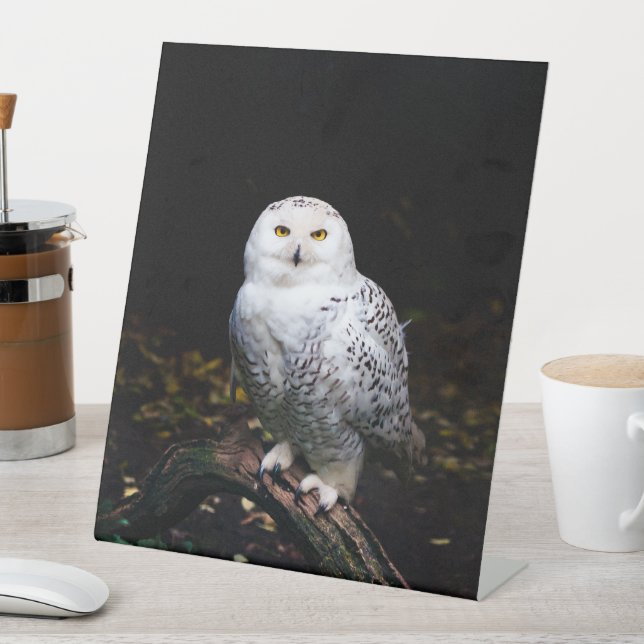 Schneeeule Sockelschild (In Situ)