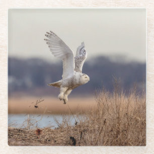Schneeeule startet glasuntersetzer