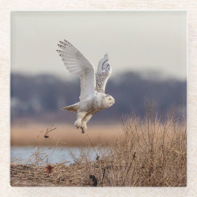 Schneeeule startet glasuntersetzer (Vorderseite)