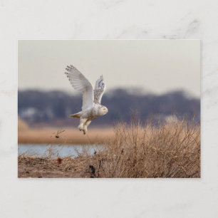 Schneeeule startet postkarte