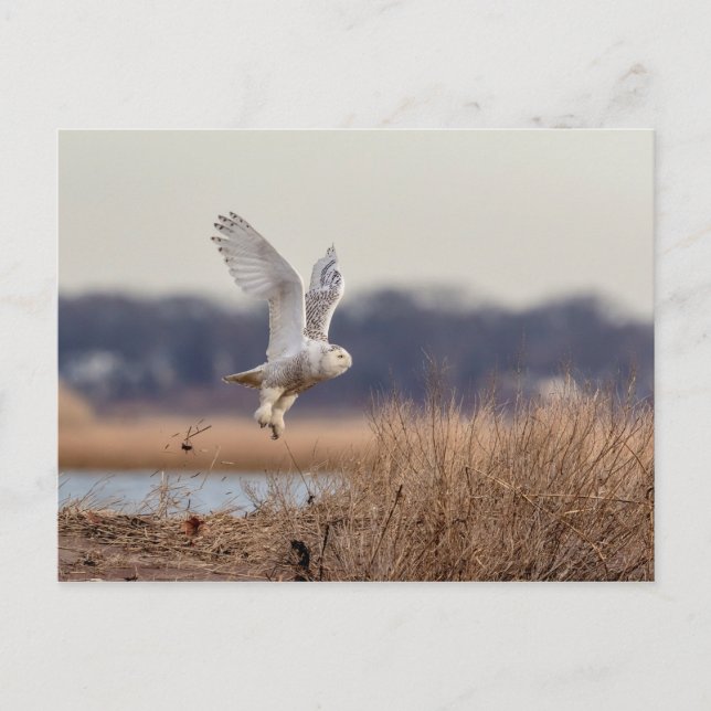 Schneeeule startet postkarte (Vorderseite)