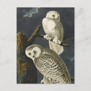 Schneeeulen von Audubon Postkarte
