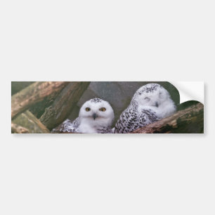 Schneeeulenpaar Wald Wildlife-Kunst Autoaufkleber