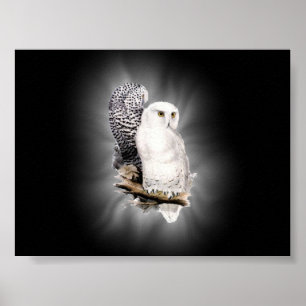 Schneeeuulenposter Poster