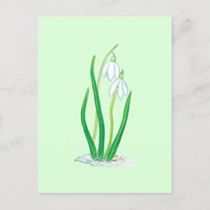 Schneefälle (Galanthus nivalis) Frühlingsblumen Postkarte
