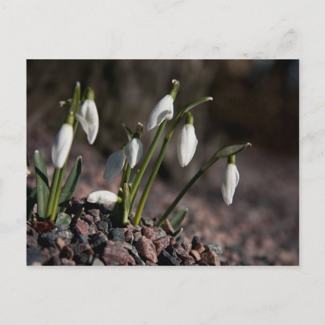 Schneefallkarte Postkarte (Vorderseite)