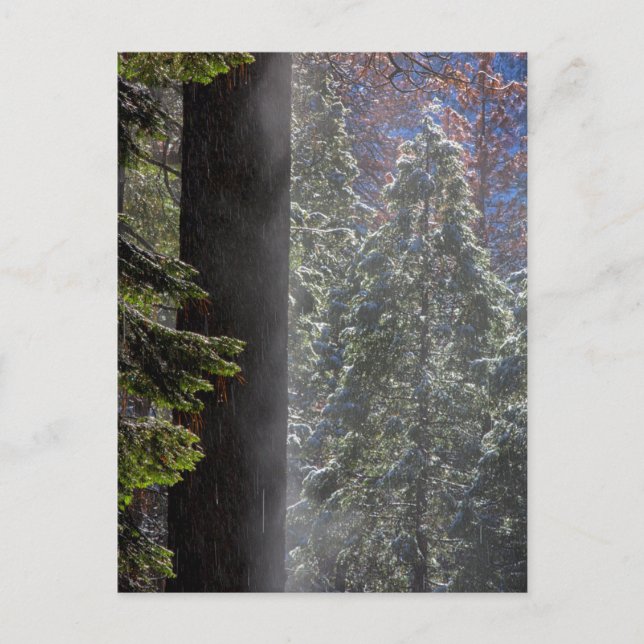 Schneefeuer im Wald Postkarte (Vorderseite)