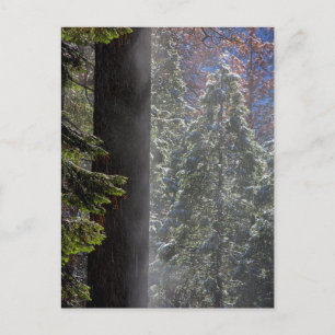 Schneefeuer im Wald Postkarte