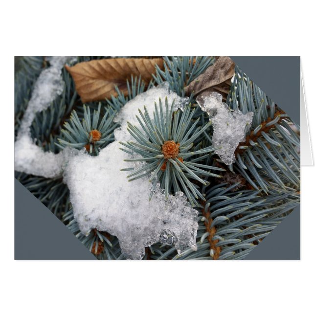 Schneefleck (Vorderseite (Horizontal))