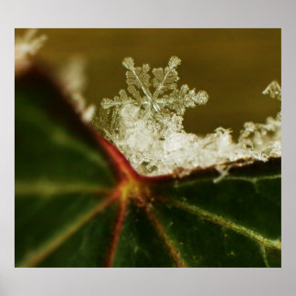 Schneeflocke 2009 Blizzard Poster