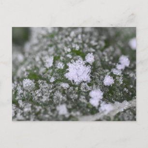Schneeflocken postkarte