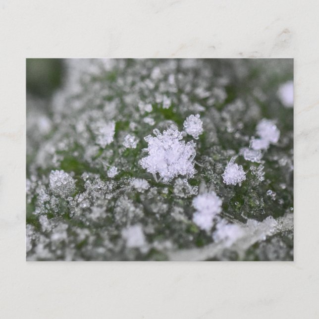 Schneeflocken  postkarte (Vorderseite)