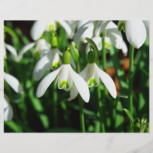 Schneeflocken - Winter blühende Blume Flyer (Vorne)