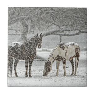 Schneefräse auf Pferden, gefroren Fliese