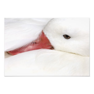 Schneegans Chen caerulescens Fotodruck