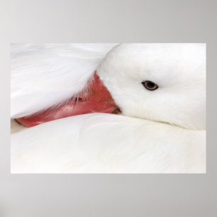 Schneegans Chen caerulescens Poster