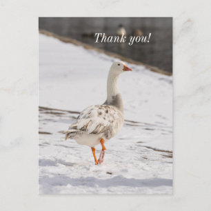 Schneegans-Schritt-Dankeschön-Postkarte Postkarte