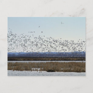 Schneegänse abheben, Bach-Schutzhütte aufschlagen  Postkarte