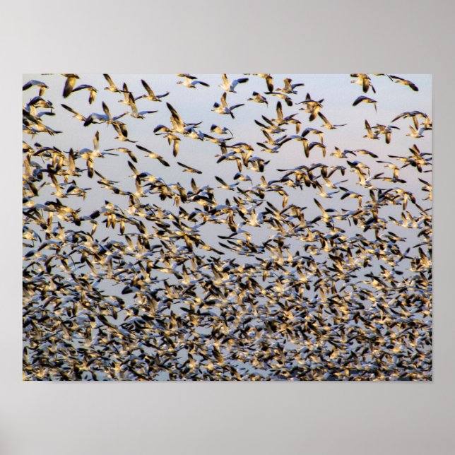 Schneegänse auf dem Berg Vernon Poster (Vorne)