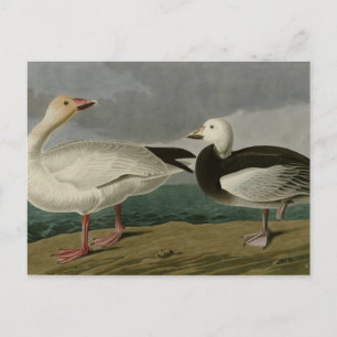 Schneegänse aus Audubons Vögeln Amerikas Postkarte
