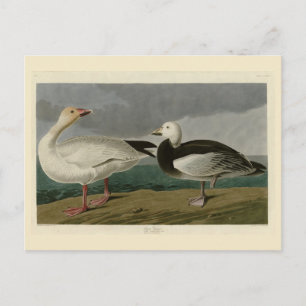 Schneegänse aus Audubons Vögeln Amerikas Postkarte
