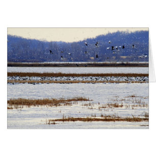 Schneegänse bei Sonnenaufgang am Squaw Creek Wildl