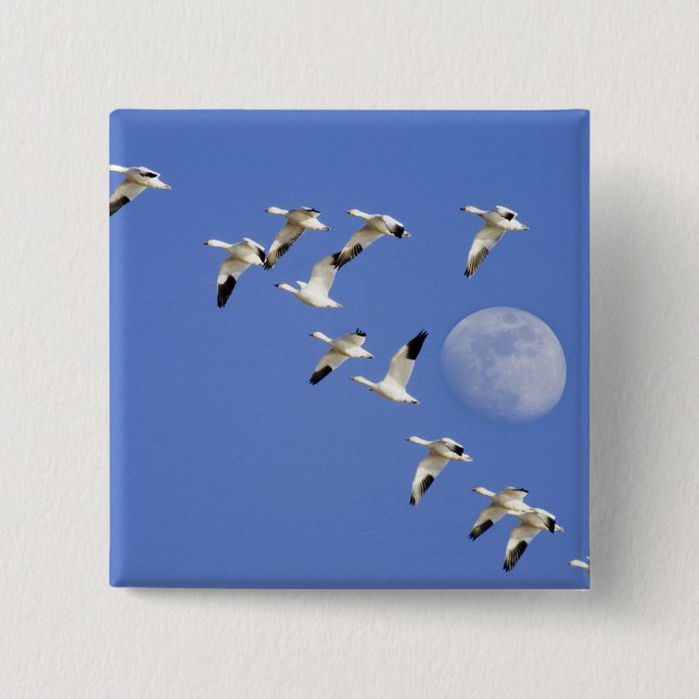 Schneegänse fliegen am Freezeout Lake NWR Button (Vorderseite)