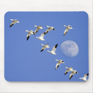 Schneegänse heben bei Freezeout Lake NWR ab Mousepad