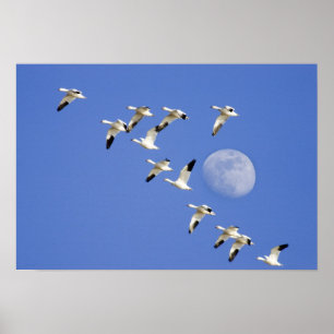 Schneegänse im Flug am Freezeout Lake NWR Poster