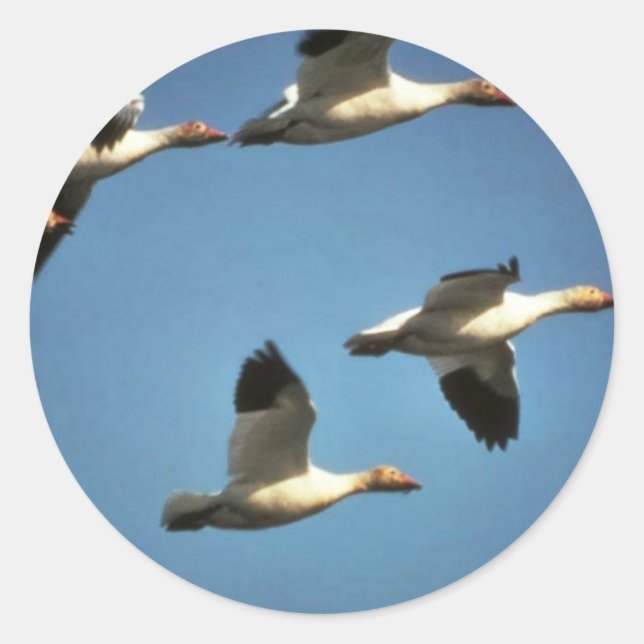 Schneegänse im Flug Runder Aufkleber (Vorderseite)