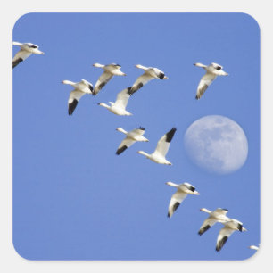 Schneegänse nehmen Flug in Freezeout See NWR Quadratischer Aufkleber