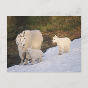 Schneegänse Postkarte