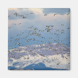 Schneegänse während des Frühjahrszugs Magnet