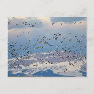 Schneegänse während des Frühjahrszugs Postkarte