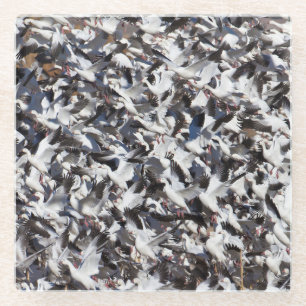 Schneegänzchen Glasuntersetzer