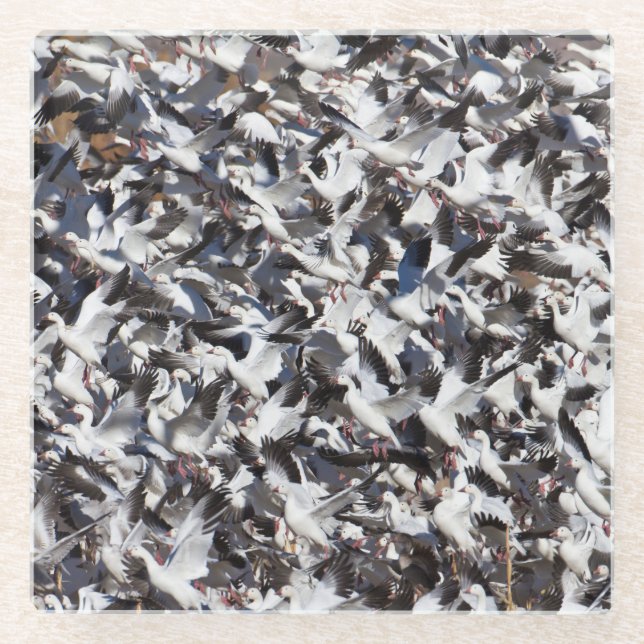 Schneegänzchen Glasuntersetzer (Vorderseite)