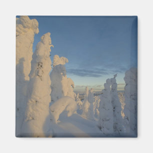 Schneegeister bei Sonnenuntergang im Pfingstgebirg Magnet