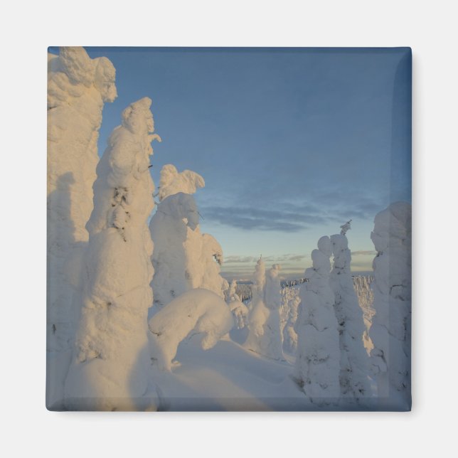 Schneegeister bei Sonnenuntergang im Pfingstgebirg Magnet (Vorne)