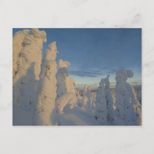 Schneegeister bei Sonnenuntergang im Pfingstgebirg Postkarte