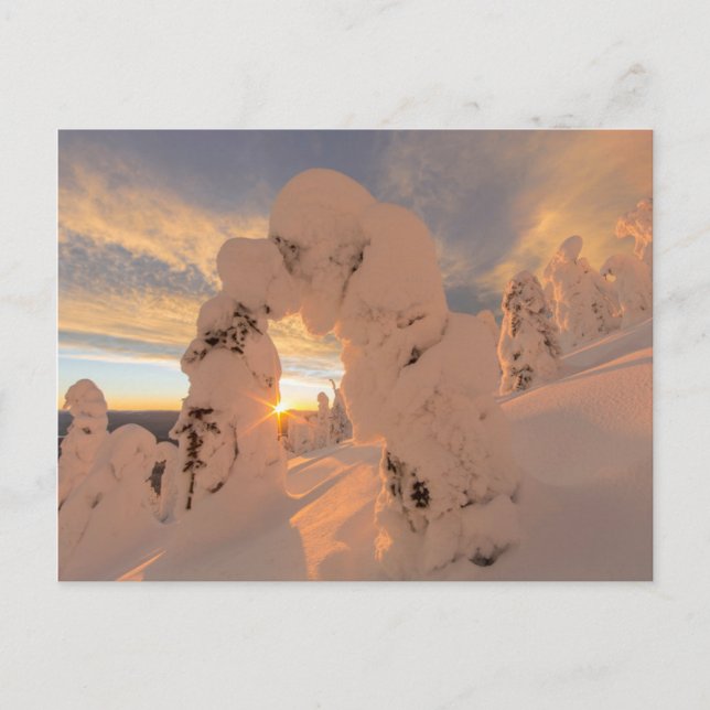 Schneegeister im Weißfischbereich Postkarte (Vorderseite)