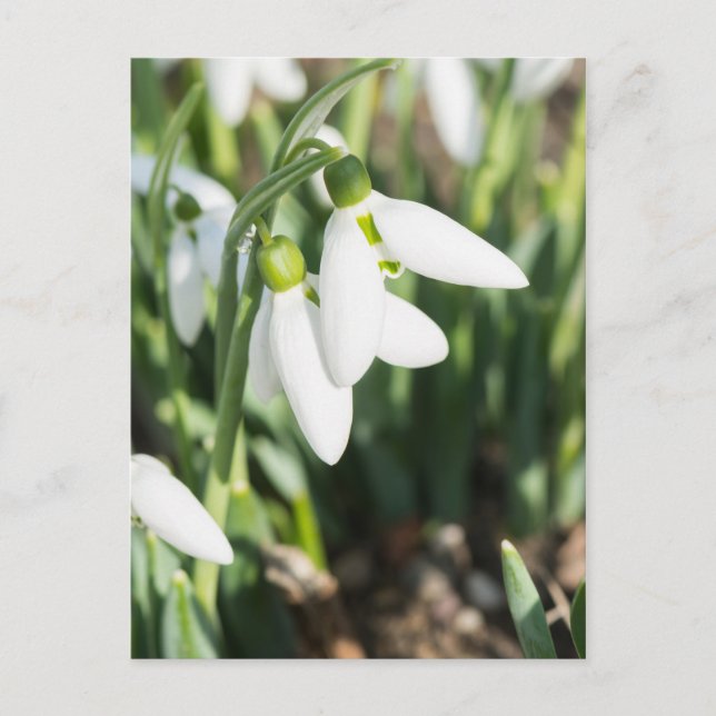 Schneeglöckchen Blumen Postkarte (Vorderseite)