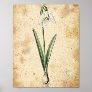 Schneeglöckchen-Blumen- und Zwiebel-Botanikposter Poster