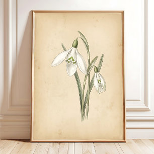 Schneeglöckchen-Blumen-Vintage-Illustrationskunst Poster