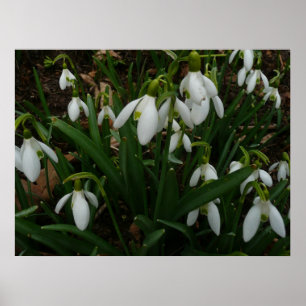 Schneeglöckchen I (Galanthus) Weiße Frühlingsblume Poster