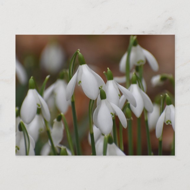 Schneeglöckchen  postkarte (Vorderseite)